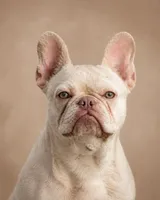 Sky, a male French Bulldog for sale in West Covina, CA – 2 of 10