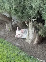 Sky, a male French Bulldog for sale in West Covina, CA – Photo 6 of 7