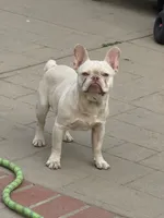 Sky, a male French Bulldog for sale in West Covina, CA – 3 of 10