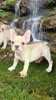 Bella, a female French Bulldog for sale in West Covina, CA – 3 of 3