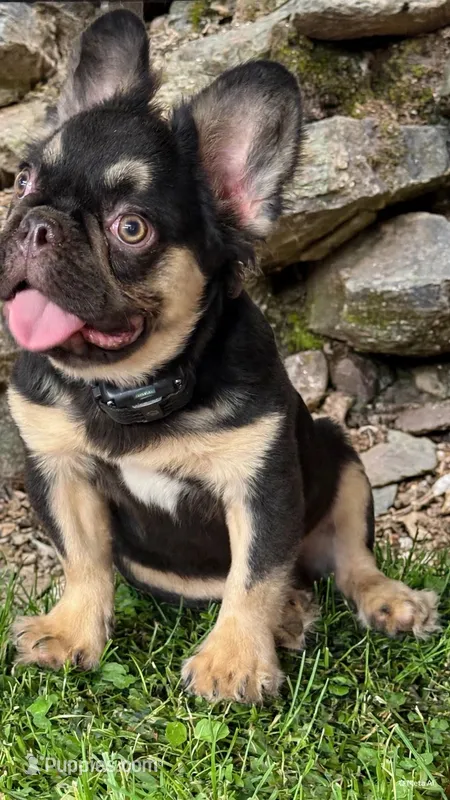 Chocolate – French Bulldog puppy for sale in West Covina, CA