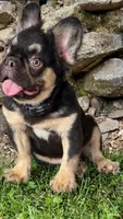 Chocolate, a male French Bulldog for sale in West Covina, CA – 1 of 1