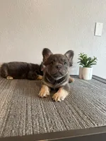 Blue Fluffy , a male French Bulldog for sale in West Covina, CA – Photo 6 of 6