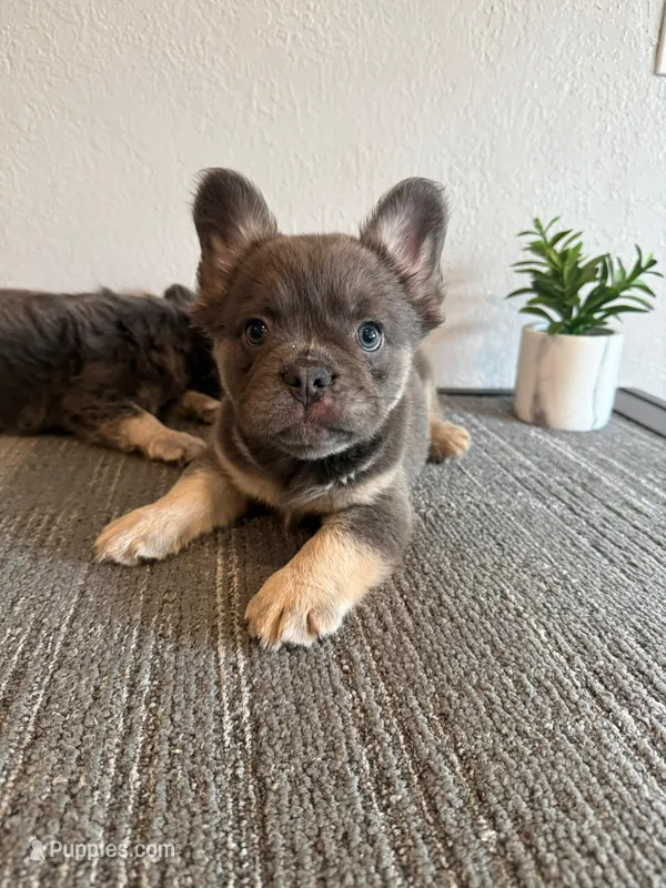 Blue Fluffy  – French Bulldog puppy for sale in West Covina, CA