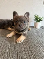 Blue Fluffy , a male French Bulldog for sale in West Covina, CA – Photo 5 of 6