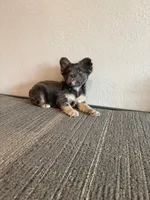 Blue Fluffy , a male French Bulldog for sale in West Covina, CA – Photo 3 of 6