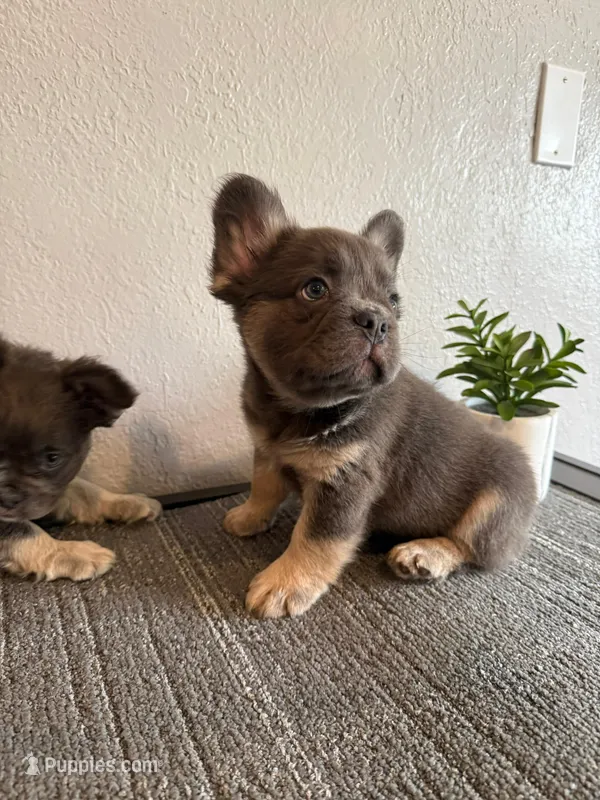 Blue Fluffy  – French Bulldog puppy for sale in West Covina, CA