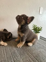 Blue Fluffy , a male French Bulldog for sale in West Covina, CA – Photo 2 of 6