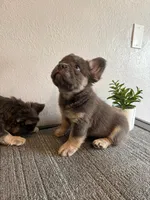 Blue Fluffy , a male French Bulldog for sale in West Covina, CA – Photo 4 of 6