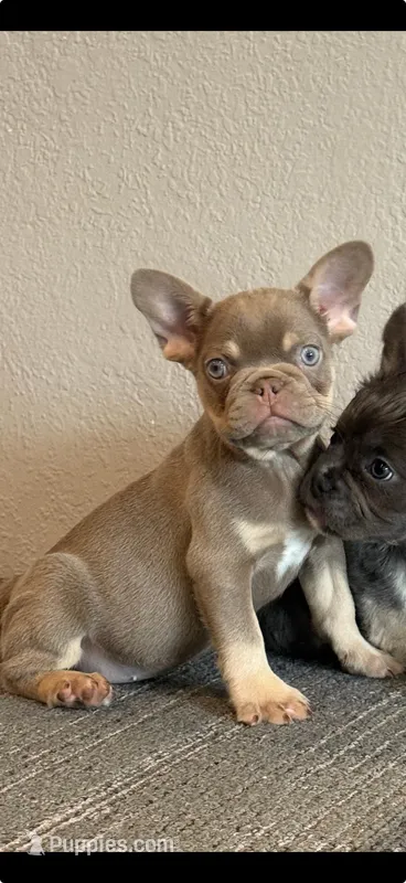 Bella – French Bulldog puppy for sale in West Covina, CA