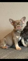 Bella, a female French Bulldog for sale in West Covina, CA – 1 of 1