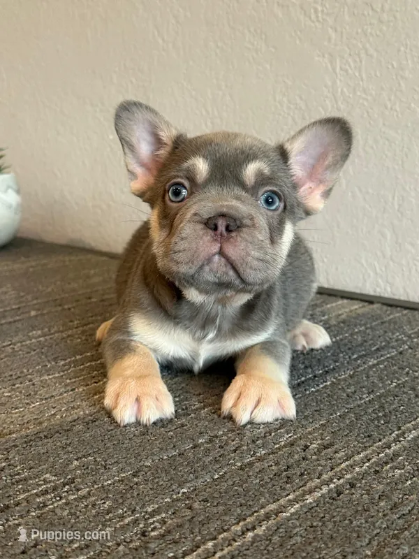Mr. Lilac Big Rope – French Bulldog puppy for sale in West Covina, CA