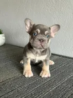 Mr. Lilac Big Rope, a male French Bulldog for sale in West Covina, CA – Photo 3 of 5