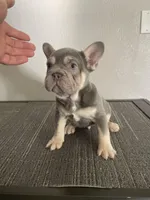 Mr. Lilac Big Rope, a male French Bulldog for sale in West Covina, CA – 6 of 6