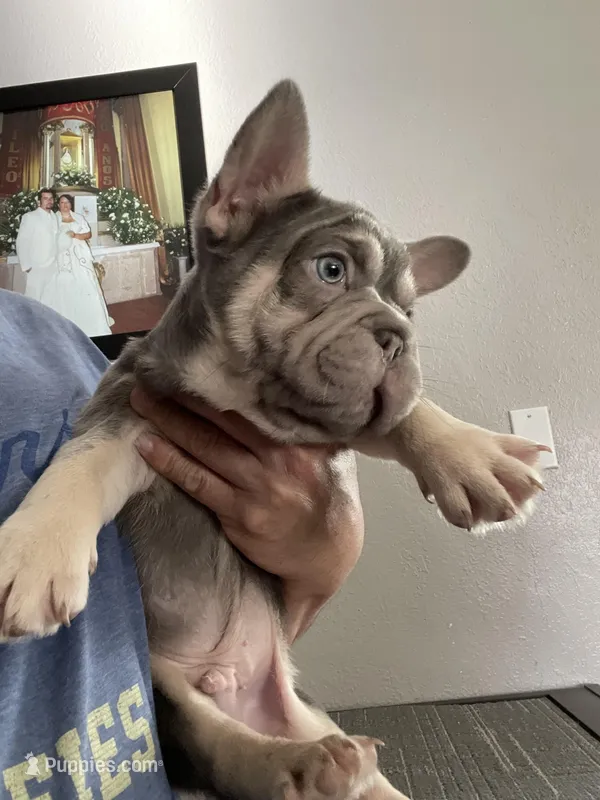 Mr. Lilac Big Rope – French Bulldog puppy on hold in West Covina, CA