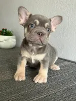 Mr. Lilac Big Rope, a male French Bulldog for sale in West Covina, CA – Photo 4 of 5