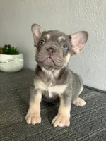 Mr. Lilac Big Rope, a male French Bulldog for sale in West Covina, CA – Photo 2 of 5