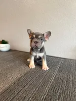 Mr. Lilac Big Rope, a male French Bulldog for sale in West Covina, CA – Photo 5 of 5