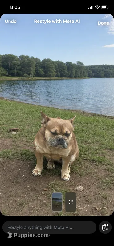 Grizzly  – French Bulldog puppy for sale in West Covina, CA