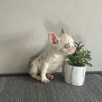 Merle , a female French Bulldog for sale in West Covina, CA – Photo 3 of 9