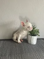 Merle , a female French Bulldog for sale in West Covina, CA – Photo 3 of 9