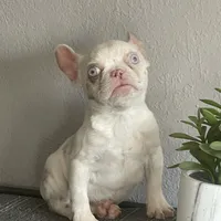 Merle , a female French Bulldog for sale in West Covina, CA – Photo 9 of 9