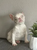 Merle , a female French Bulldog for sale in West Covina, CA – Photo 9 of 9