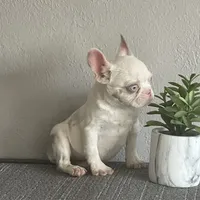 Merle , a female French Bulldog for sale in West Covina, CA – Photo 2 of 9