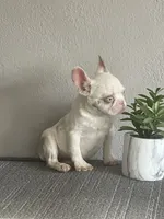 Merle , a female French Bulldog for sale in West Covina, CA – Photo 2 of 9