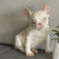 Merle , a female French Bulldog for sale in West Covina, CA – Photo 6 of 9