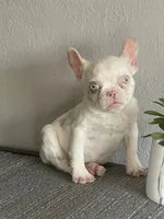 Merle , a female French Bulldog for sale in West Covina, CA – Photo 6 of 9