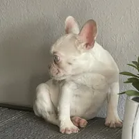 Merle , a female French Bulldog for sale in West Covina, CA – Photo 7 of 9