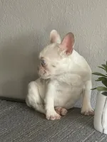 Merle , a female French Bulldog for sale in West Covina, CA – Photo 7 of 9