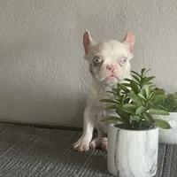 Merle , a female French Bulldog for sale in West Covina, CA – Photo 8 of 9