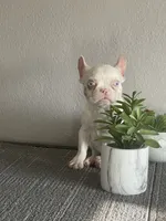Merle , a female French Bulldog for sale in West Covina, CA – Photo 8 of 9
