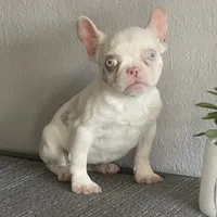 Merle , a female French Bulldog for sale in West Covina, CA – Photo 5 of 9