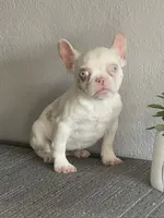 Merle , a female French Bulldog for sale in West Covina, CA – Photo 5 of 9