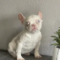 Merle , a female French Bulldog for sale in West Covina, CA – Photo 1 of 9