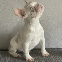 Merle , a female French Bulldog for sale in West Covina, CA – Photo 4 of 9