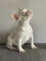 Merle , a female French Bulldog for sale in West Covina, CA – Photo 4 of 9