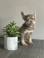 Rocky, a male French Bulldog for sale in West Covina, CA – Photo 6 of 8