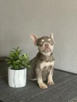 Rocky, a male French Bulldog for sale in West Covina, CA – Photo 3 of 8