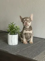 Rocky, a male French Bulldog for sale in West Covina, CA – Photo 5 of 8