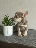 Rocky, a male French Bulldog for sale in West Covina, CA – Photo 4 of 8