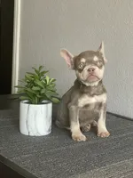 Rocky, a male French Bulldog for sale in West Covina, CA – Photo 2 of 8