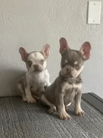 Rocky, a male French Bulldog for sale in West Covina, CA – Photo 8 of 8