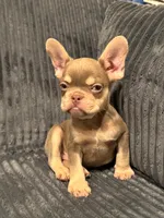 Rocky, a male French Bulldog for sale in West Covina, CA – Photo 1 of 8