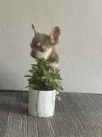 Rocky, a male French Bulldog for sale in West Covina, CA – Photo 7 of 8