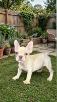 Bella, a female French Bulldog for sale in West Covina, CA – 2 of 3