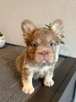 Isabella Fluffy , a female French Bulldog for sale in West Covina, CA – Photo 3 of 3